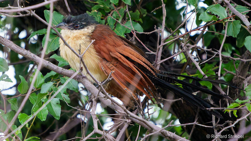 Coucal de Burchell