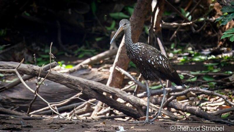 Limpkin