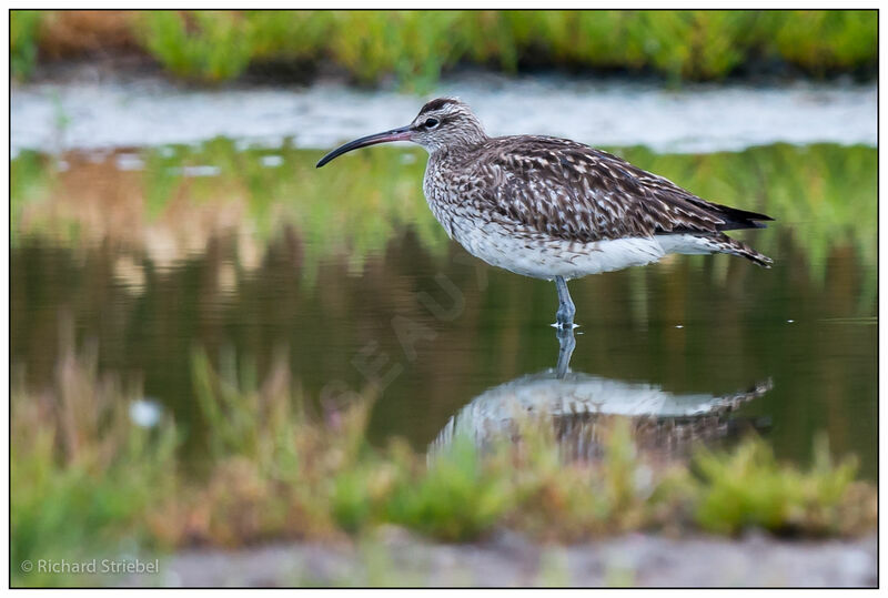 Eurasian Whimbrel