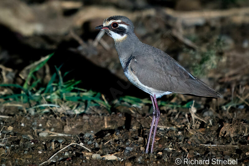 Bronze-winged Courser