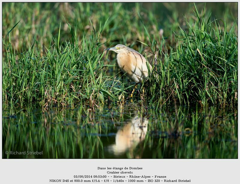 Squacco Heron