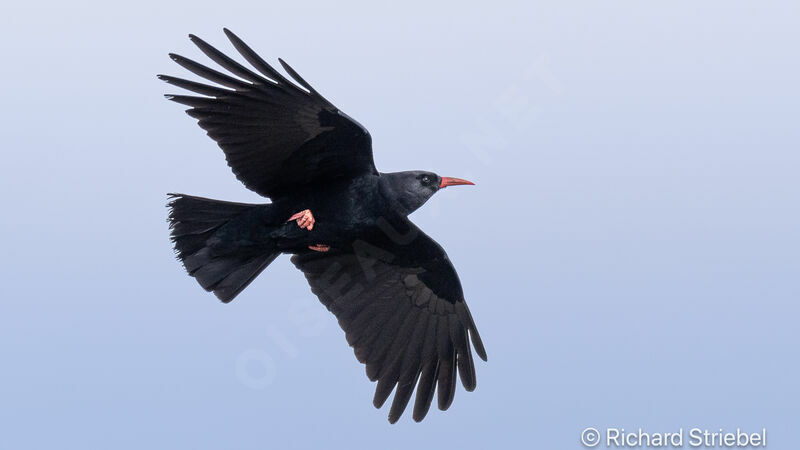 Red-billed Chough