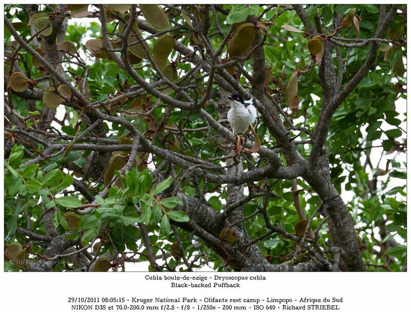 Black-backed Puffback