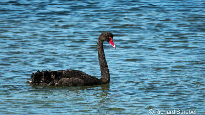 Cygne noir