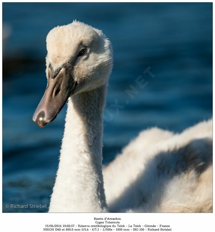 Cygne tuberculéjuvénile