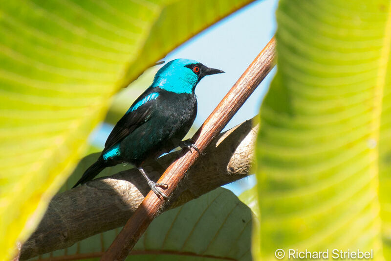 Scarlet-thighed Dacnis