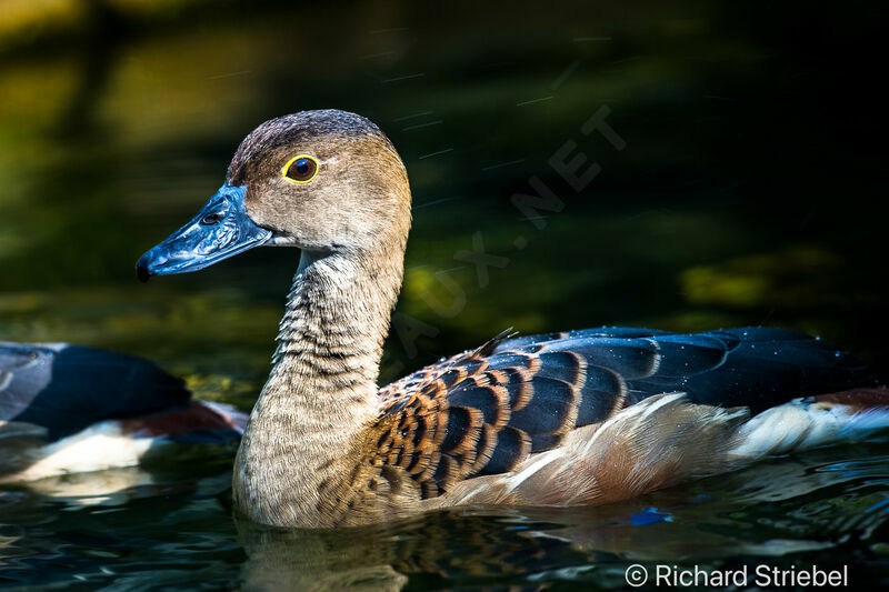 Dendrocygne siffleur