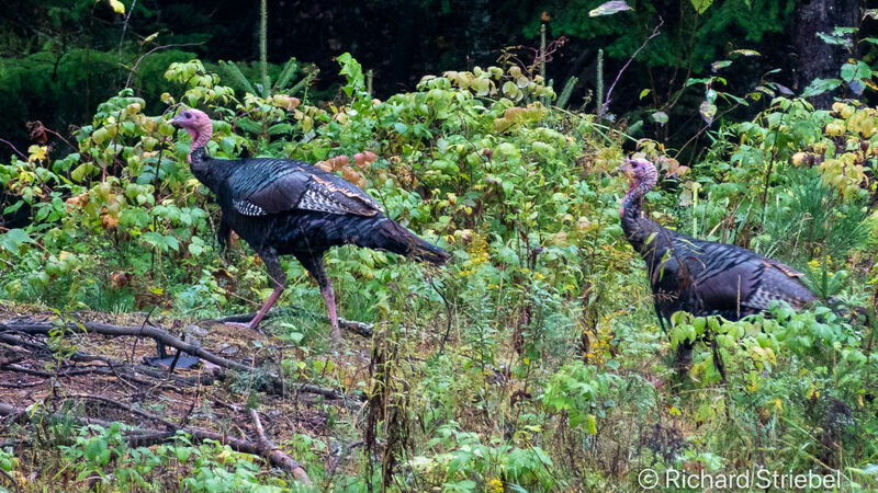 Wild Turkey