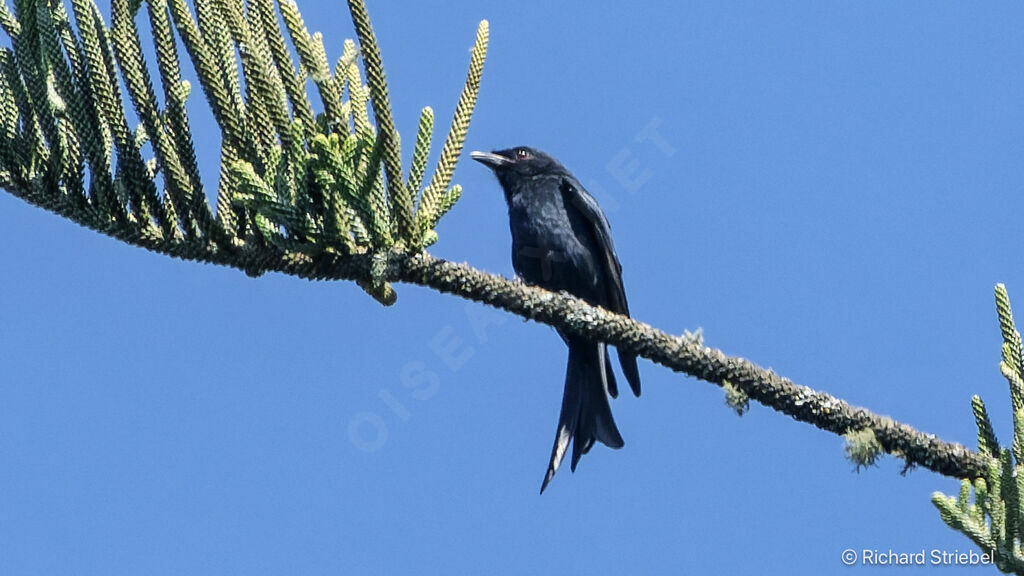 Drongo brillant