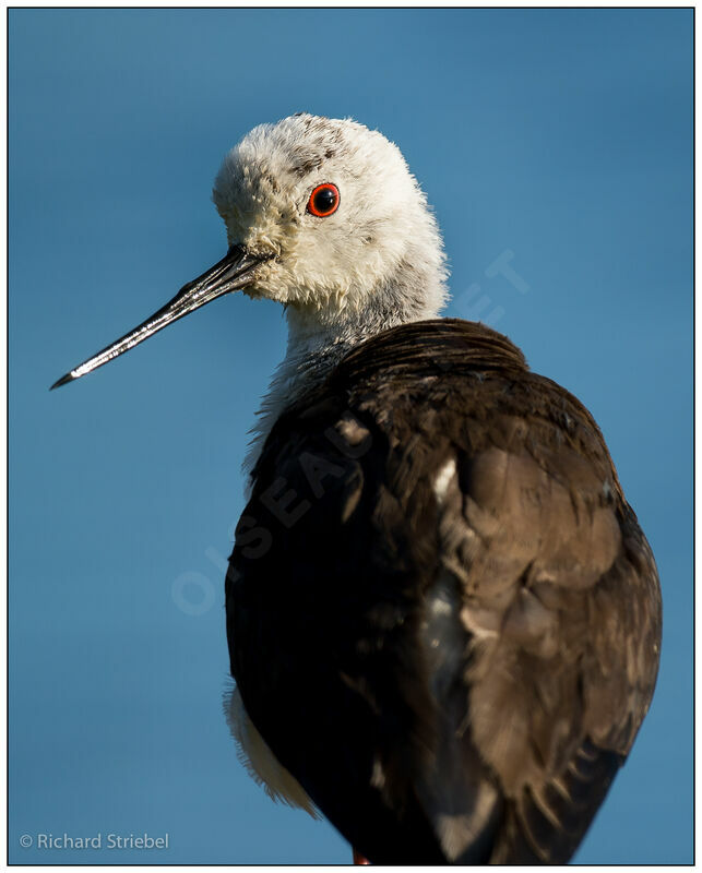 Black-winged Stilt