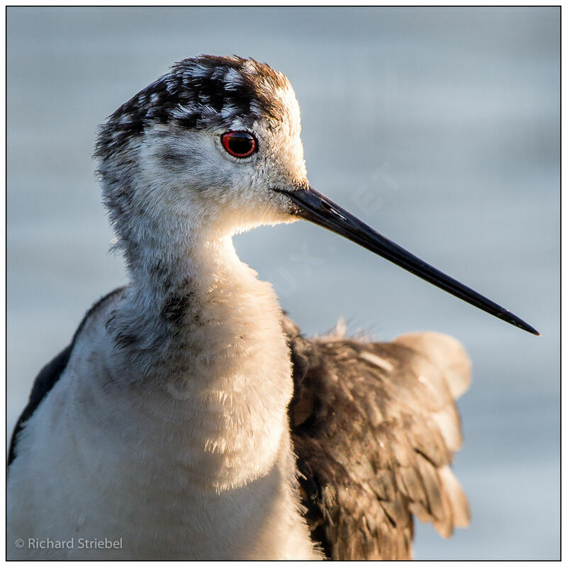 Black-winged Stilt, identification