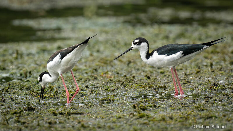 Black-necked Stilt