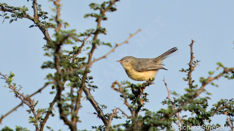 Burnt-necked Eremomela