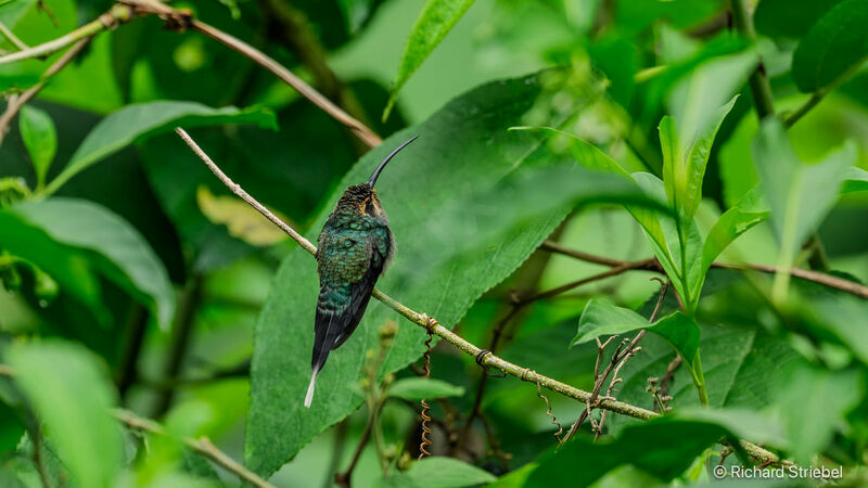 Green Hermit