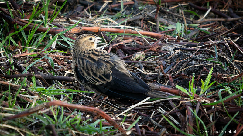 Fan-tailed Widowbird