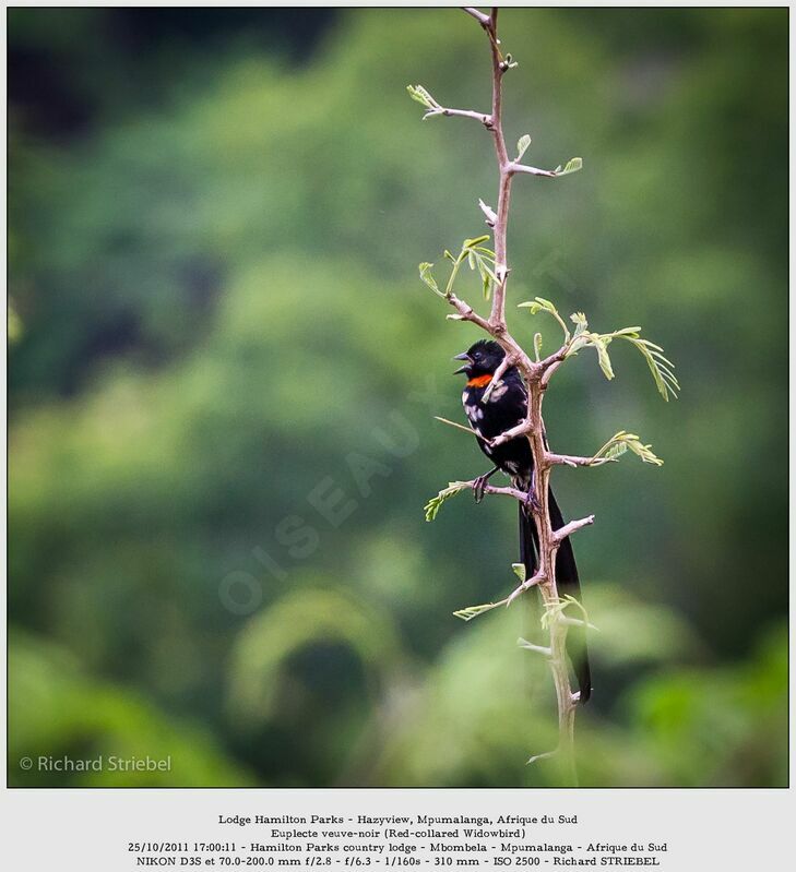 Red-collared Widowbird