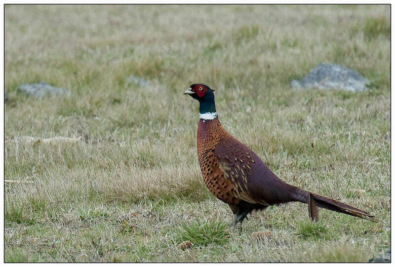 Common Pheasant male