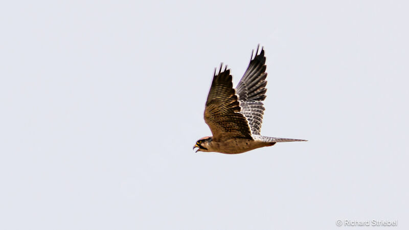 Lanner Falcon