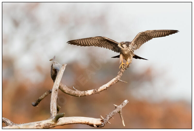 Peregrine Falcon female First year