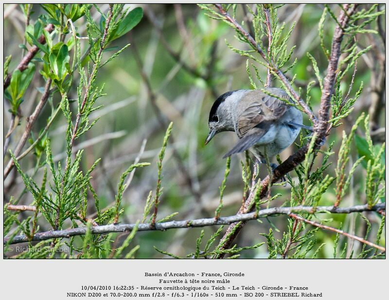 Eurasian Blackcap male adult