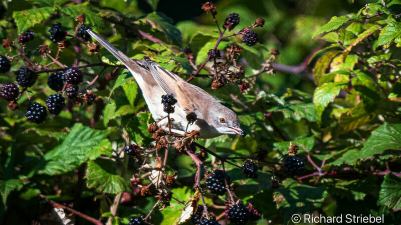 Common Whitethroat