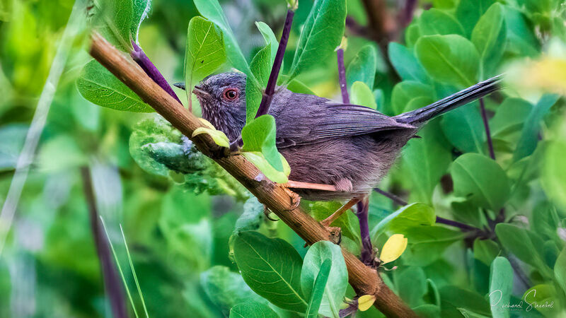 Dartford Warbler