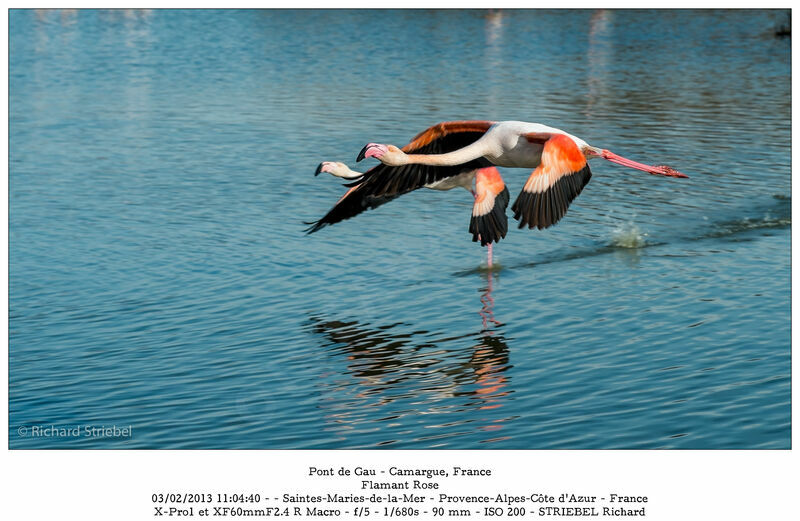 Greater Flamingoadult