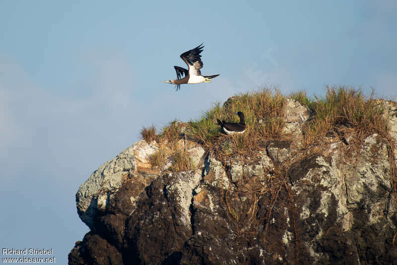 Fou brunadulte, habitat, Nidification