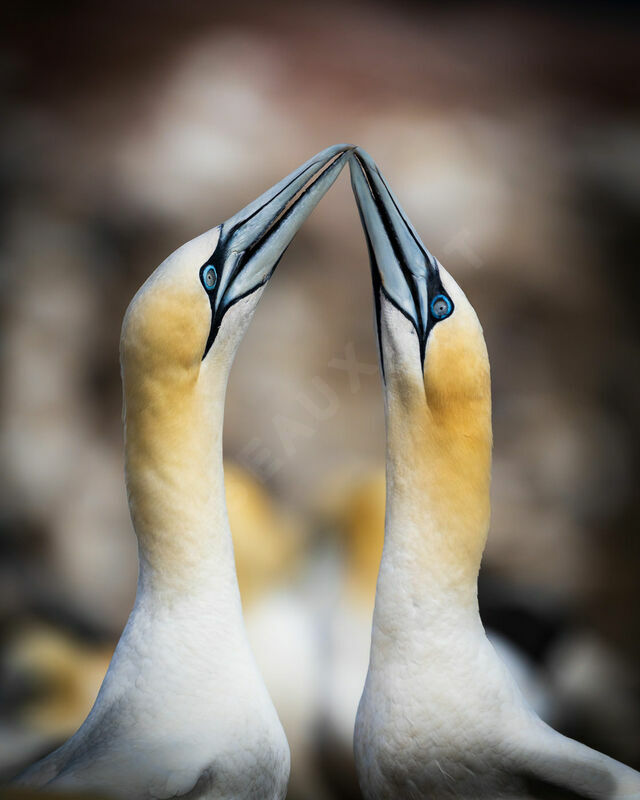 Northern Gannetadult breeding, courting display, colonial reprod.