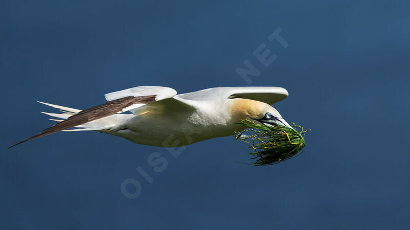 Northern Gannetadult breeding, Flight, Reproduction-nesting