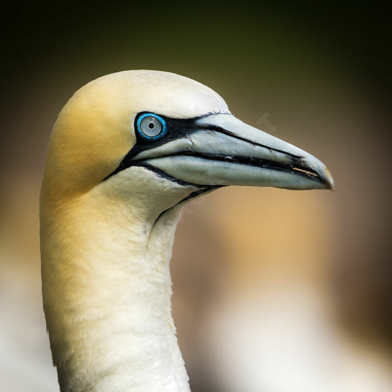 Northern Gannetadult, close-up portrait