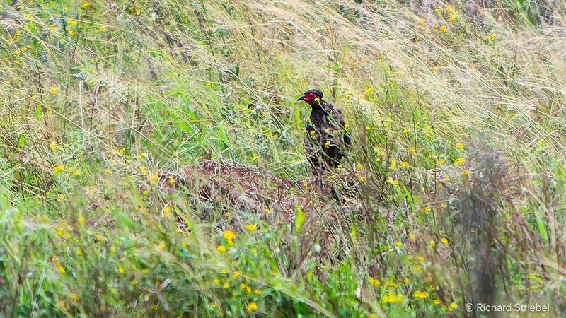 Swainson's Spurfowl