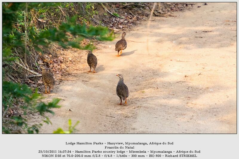 Natal Spurfowl