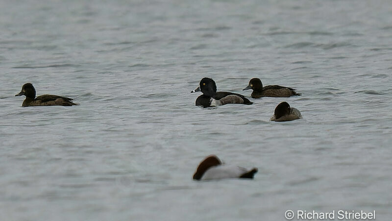 Ring-necked Duck