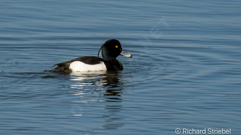 Tufted Duck