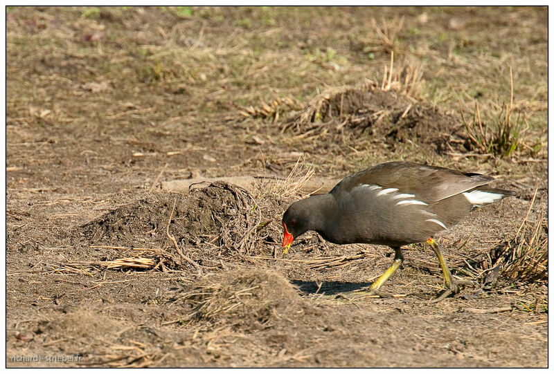 Common Moorhen