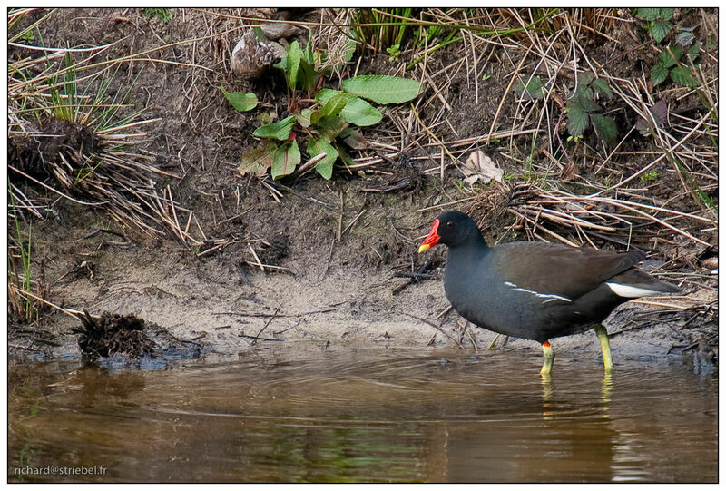 Common Moorhen