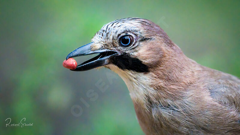 Eurasian Jayadult, close-up portrait