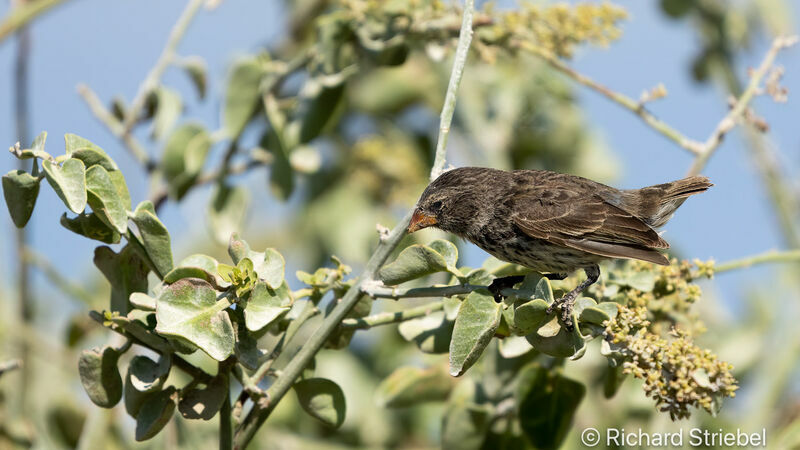 Small Ground Finch