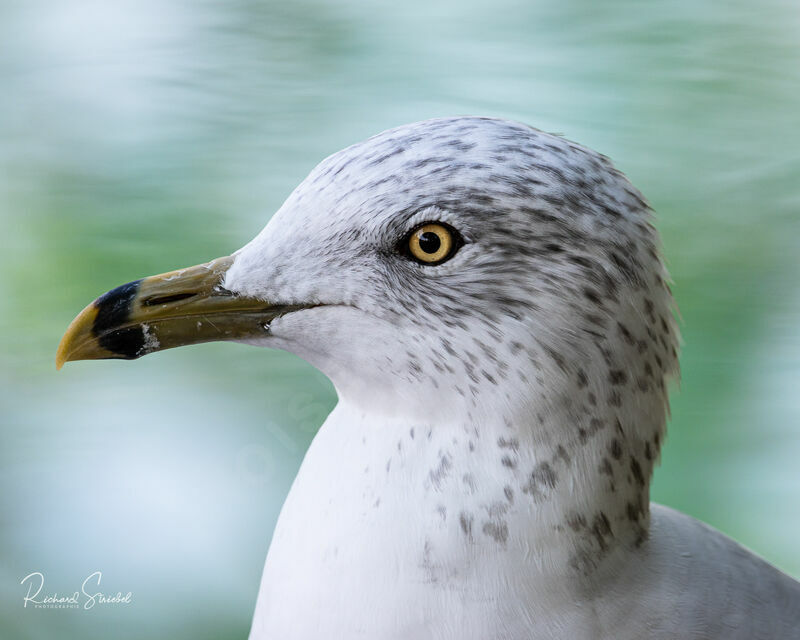 Ring-billed Gull