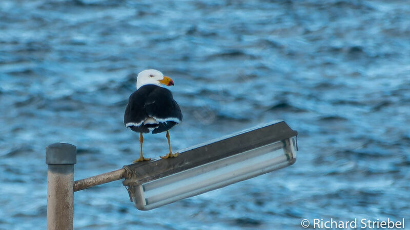 Pacific Gull