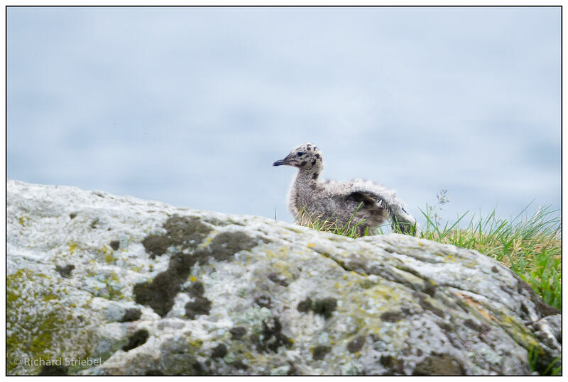 Common GullFirst year, Reproduction-nesting