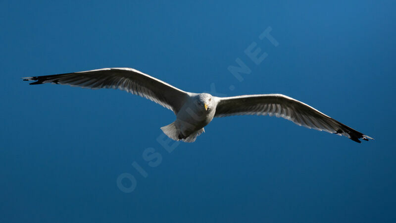 American Herring Gulladult, Flight