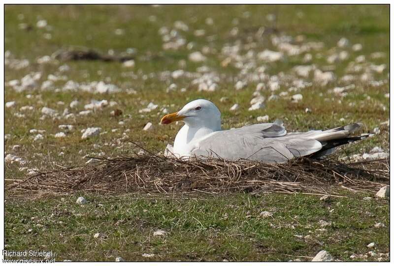 Yellow-legged Gulladult, Reproduction-nesting