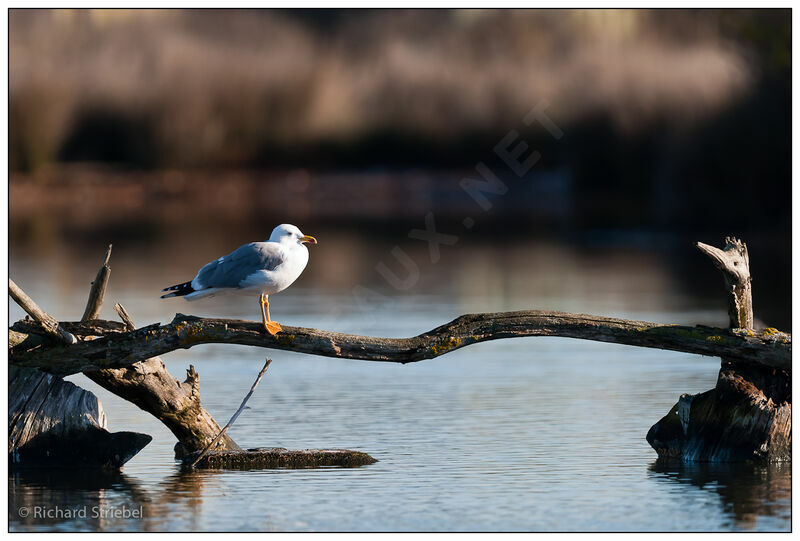 Yellow-legged Gull