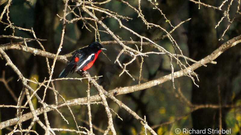 Crimson-breasted Shrike