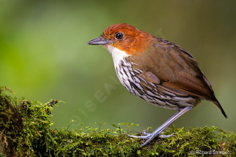 Chestnut-crowned Antpitta