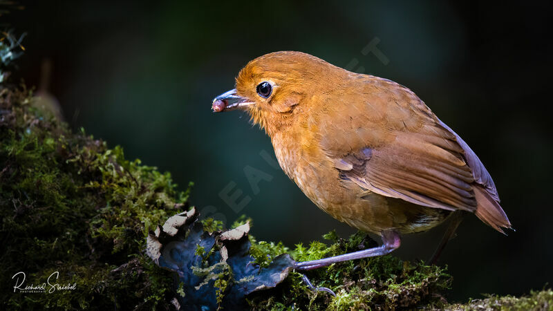 Muisca Antpitta, feeding habits, eats