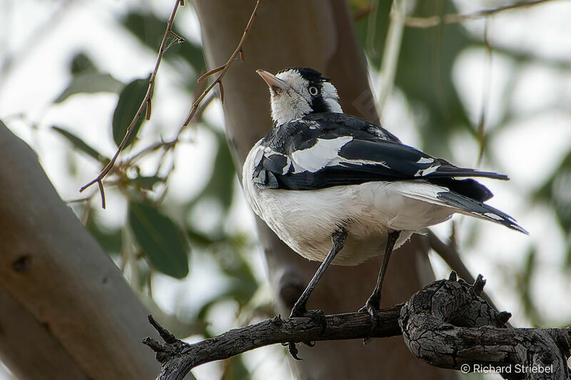 Magpie-lark