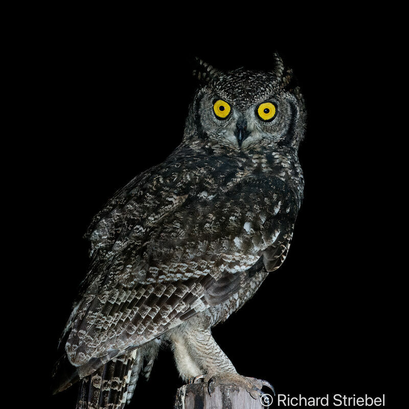 Spotted Eagle-Owl